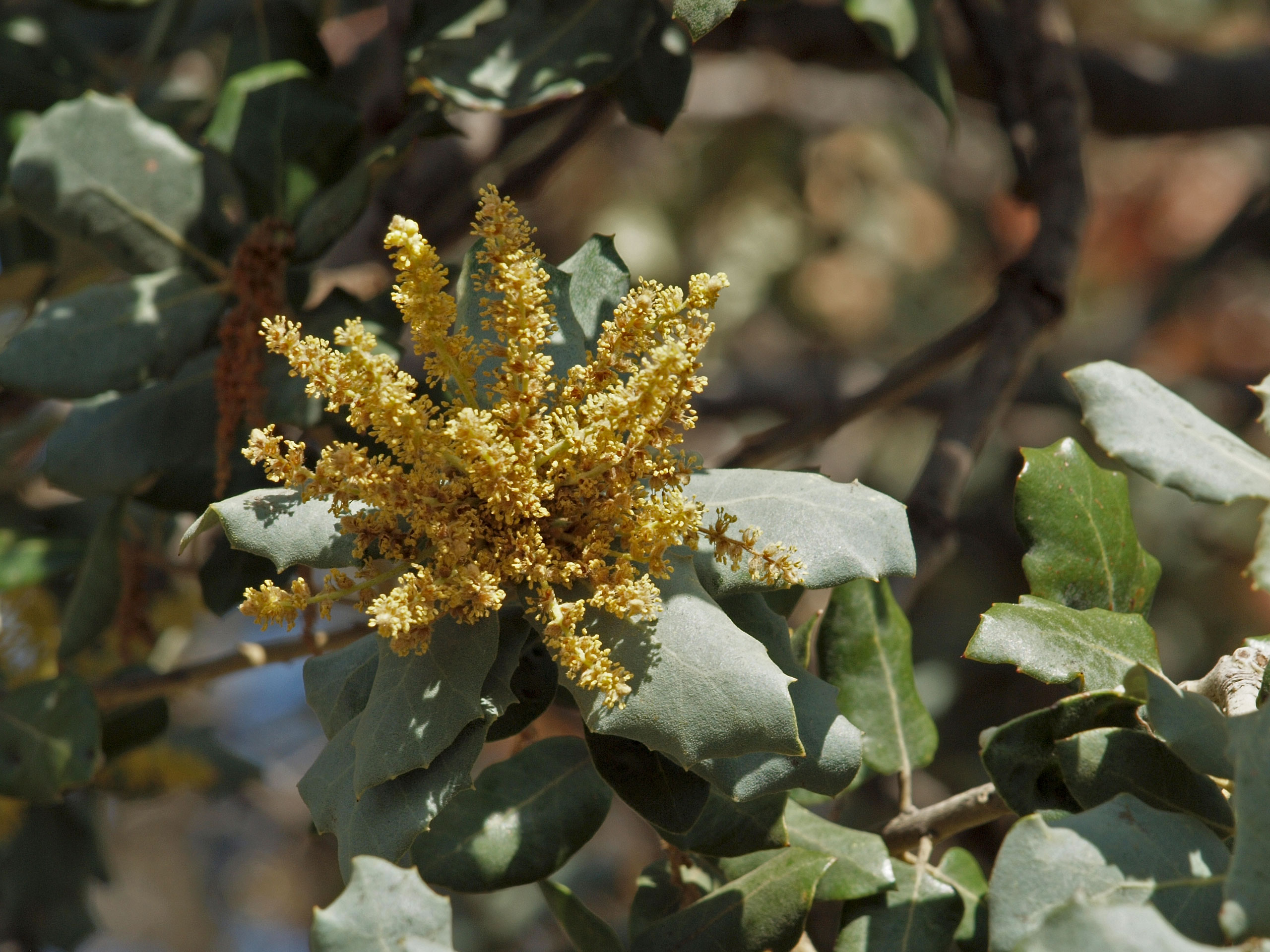 Holly oak,Evergreen oak,Ilex,Holly leaved oak
